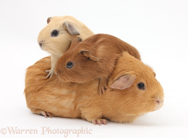 Mother Guinea pig with two babies riding on her back, white background