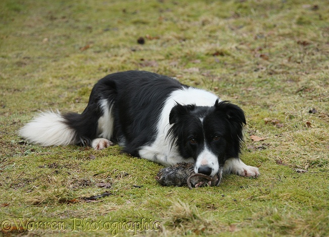 Black-and-white Border Collie, Phoebe, eating a dead rat