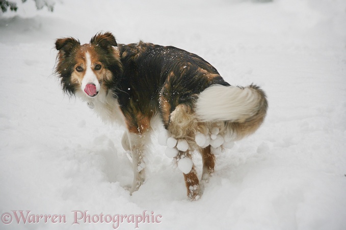 Sable Border Collie Teal with snowballs collected on her 'skirts'
