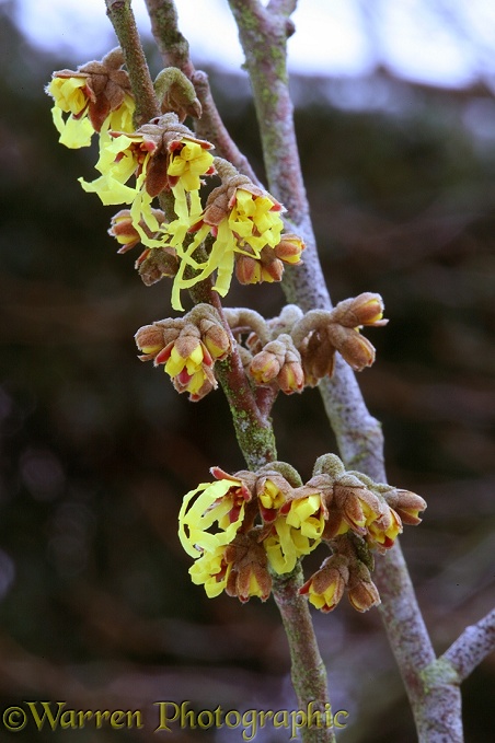 Witch-hazel (Hamamelis virginiana) flowering in February