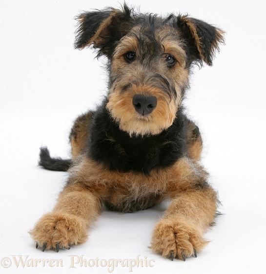 Airedale Terrier bitch pup, Molly, 3 months old, white background