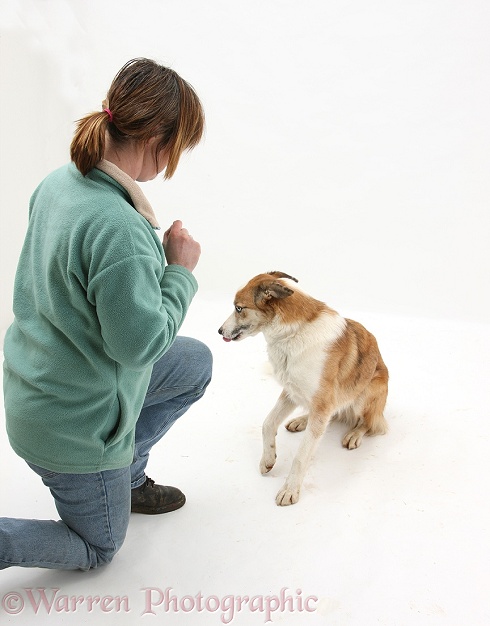 Dog looking away from owner, white background