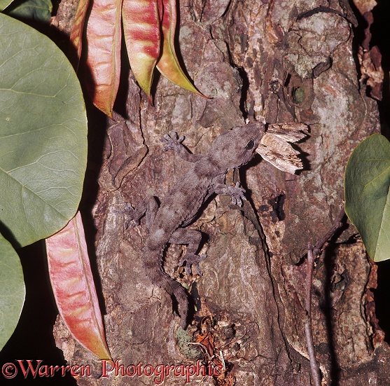 Wall Gecko (Tarentola mauritanica) eating a moth.  Yugoslavia