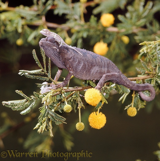 Jackson's or Three-horned Chameleon (Chamaeleo jacksonii) female with newborn young, in a flowering acacia bush.  E Africa