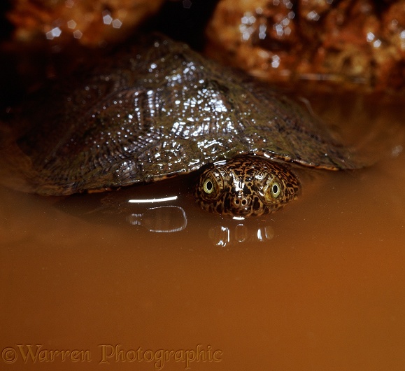 African Side-necked Turtle (Pelusios subniger)