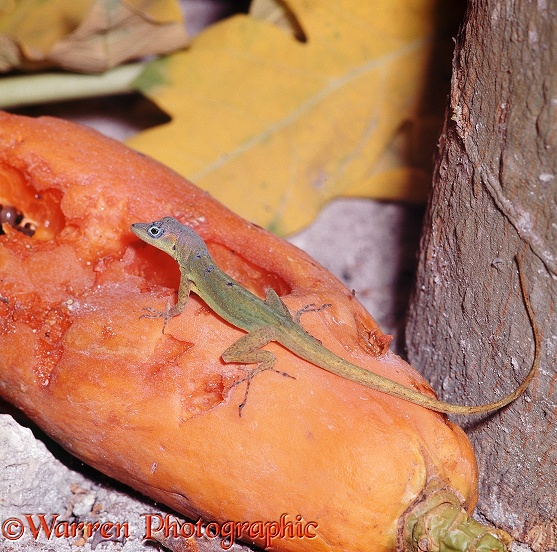 Anole Lizard (Anolis carolinensis) on pawpaw
