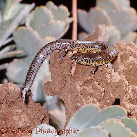 Worm Skink (Riopa sundevalii) showing much reduced limbs.  E Africa
