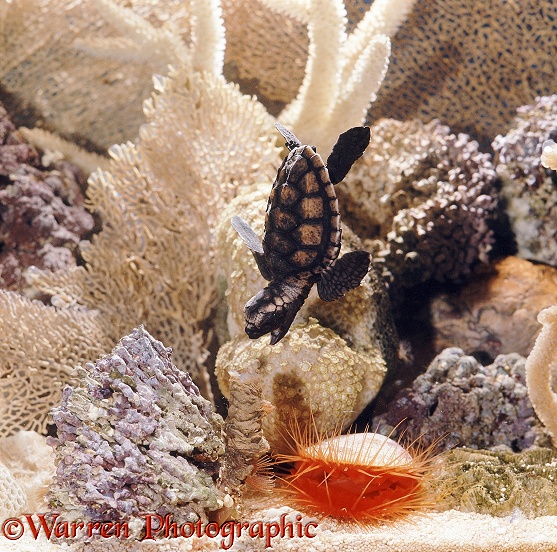 Hawksbill Turtle (Eretmochelys imbricata) hatchling demolishing a Fanworm.  Tropical seas
