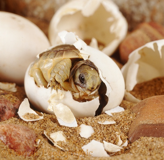 Spur-thighed Tortoise (Testudo graeca) hatching from its egg