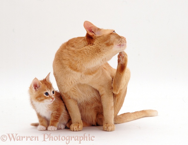 Red Burmese male cat, Ozzie, and kitten, 7 weeks old, white background