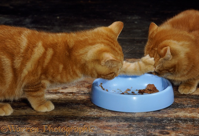 Two ginger kittens scrapping over food