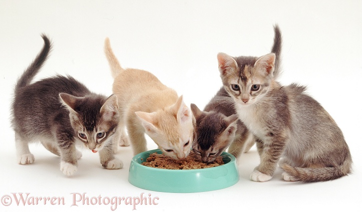 Birman-cross kittens (Monty x Harebell), 60 days old, eating from a bowl, white background
