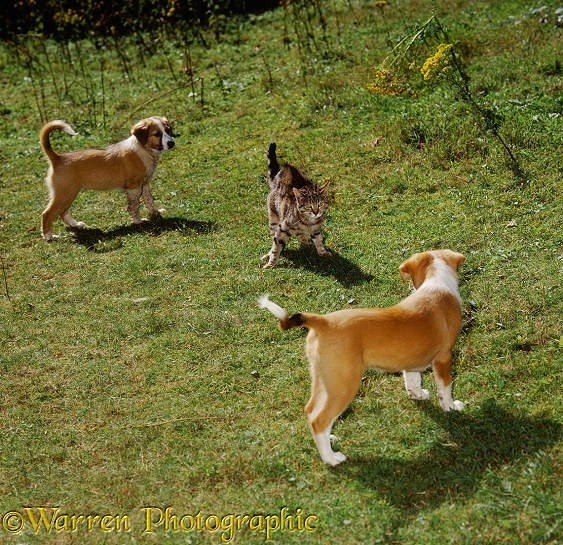 Tabby cat holding her own against Border Collie pups, Jack and Fan, 2 months old