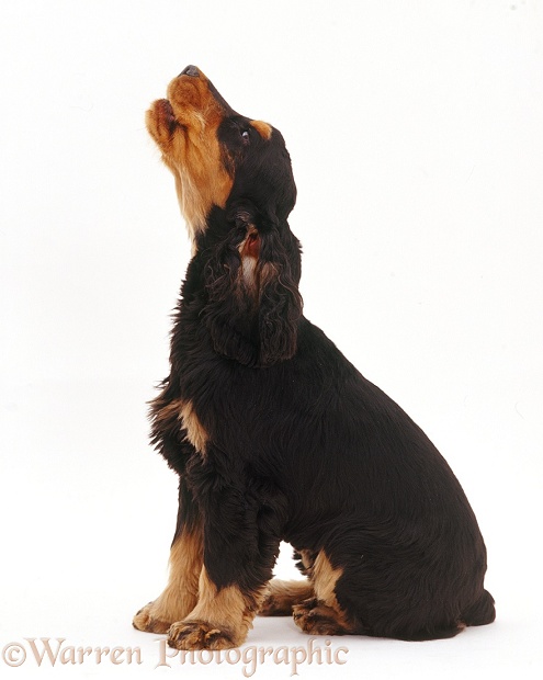 Cocker Spaniel pup howling, white background