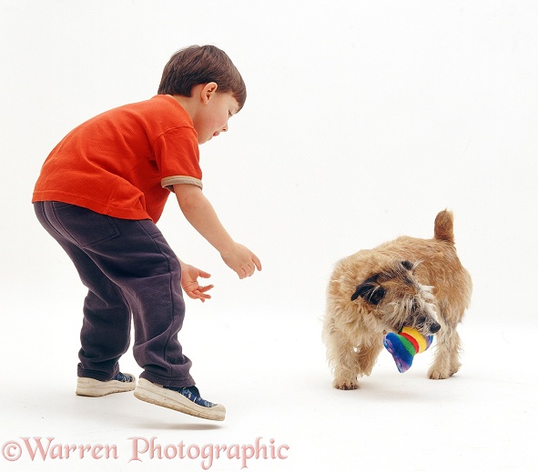 Luke playing with Patterdale x Jack Russell Terrier, Jorge, who is not bringing back the toy, white background