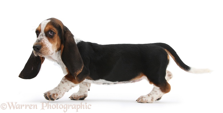 Basset Hound pup, Betty, 9 weeks old, walking along, white background