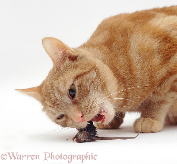 Ginger cat, Lucky, eating House Mouse prey, white background