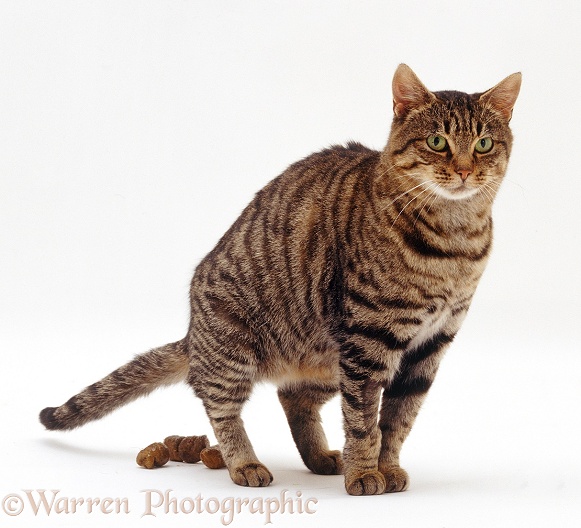 Tabby cat defecating, white background