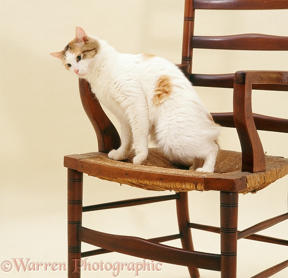 Tortoiseshell-and-white cat, Alexandria, rubbing against a chair, white background