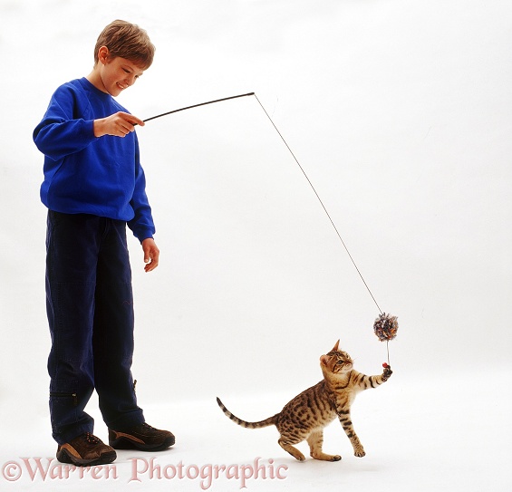 Joseph playing safely with a very active young Brown Spotted Bengal cat, by using a fishing rod toy, white background