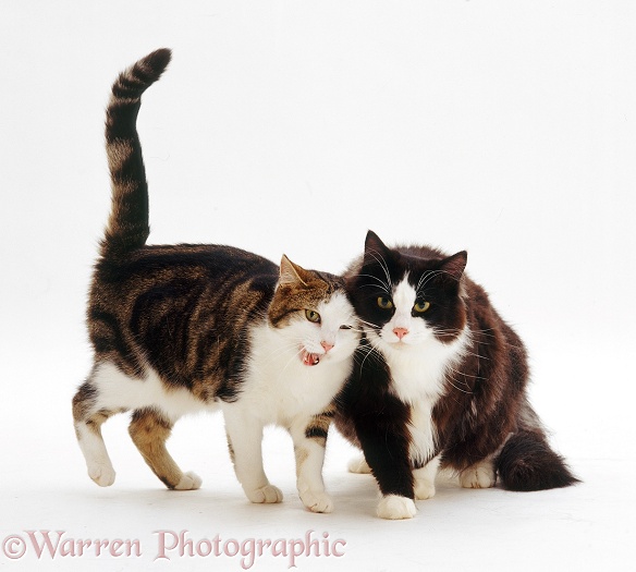 Tabby-and-white cat, Lily, rubbing against Black-and-white friend, Fat Felix, white background