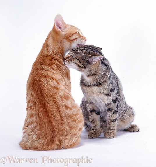 Young ginger brother and tabby sister cats in mutual grooming, white background