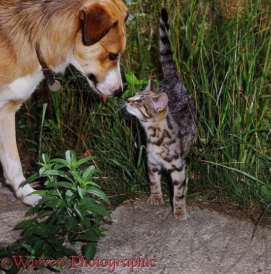 Border Collie, Honey, meeting tabby cat