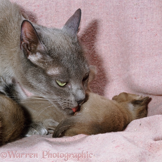 Blue Burmese mother cat licking on of her kittens, 16 days old, clean as it urinates