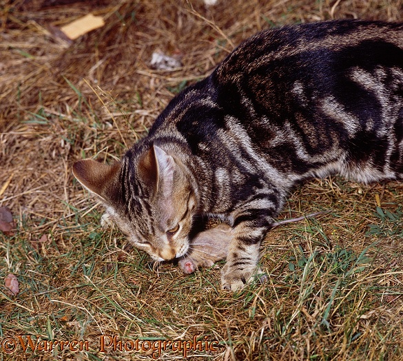 Tabby Shorthair cat Septimus playing with mouse prey