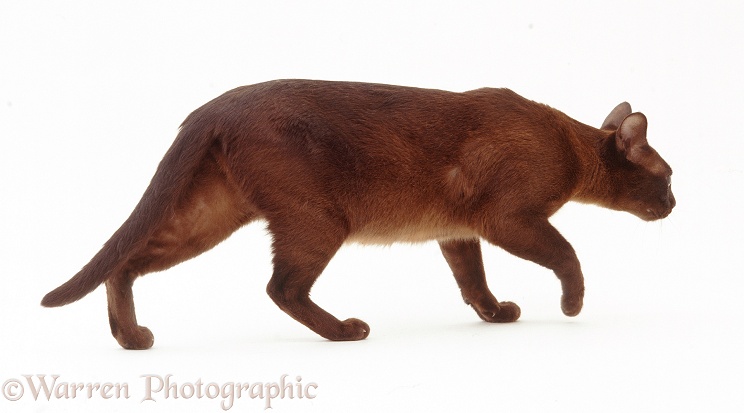 Brown Burmese female cat creeping anxiously away from a strange situation, white background