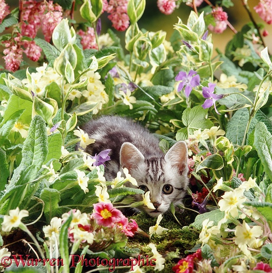 Silver tabby kitten, 9 weeks old, among Primroses, Periwinkles and Flowering Currant