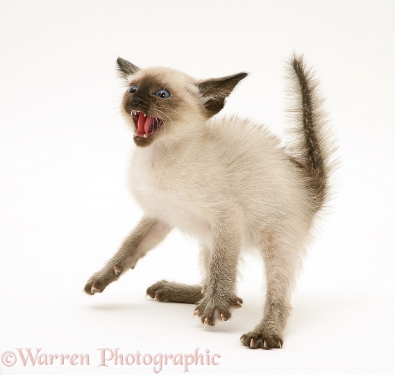 Siamese kitten in witch's cat display, white background