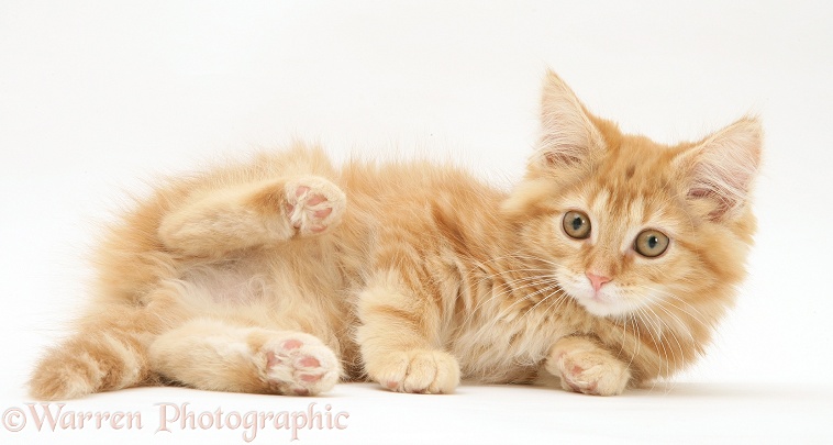 Ginger Maine Coon kitten lying on its side, white background