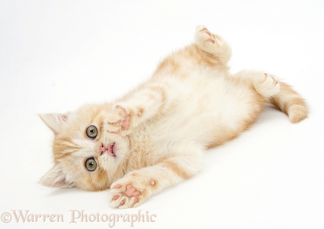 Ginger kitten rolling playfully, white background