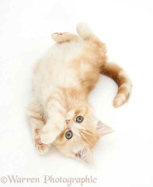 Ginger kitten rolling playfully, white background