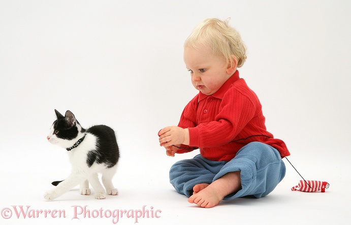 Toddler trying to get black-and-white kitten to play with a catnip mouse, white background