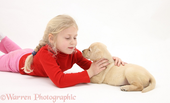 Siena (7) with Yellow Labrador Retriever puppy, 7 weeks old, white background