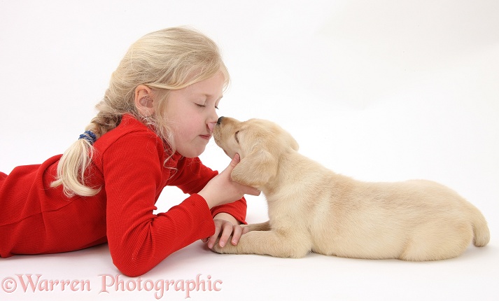 Siena (7) being licked by Yellow Labrador Retriever puppy, 7 weeks old, white background