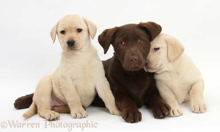 Chocolate Labrador Retriever pup, Lucie, 3 months old, with two Yellow Labrador Retriever pups, 7 weeks old, white background