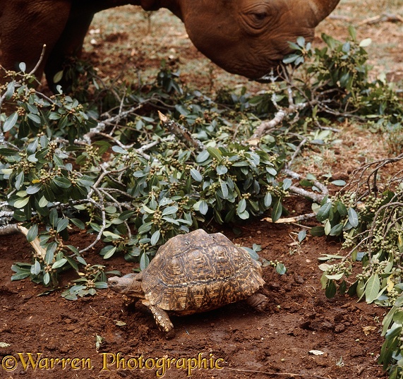 Leopard Tortoise (Testudo pardalis) with Black Rhinoceros (Diceros bicornis) in the background.  Africa