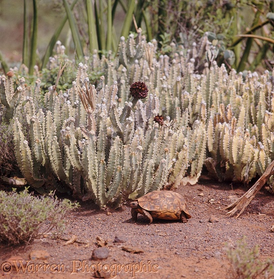 Bell's Hinged Tortoise (Kinixys belliana) beside Asclepiad (Caralluma russelliana), a tropical plant of the East African semi-desert