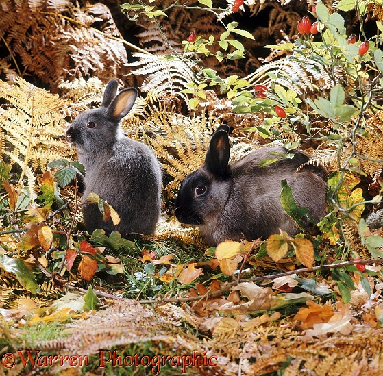 Siamese Sable Dwarf rabbit buck and 6 week old young, among autumn bracken and rose hips