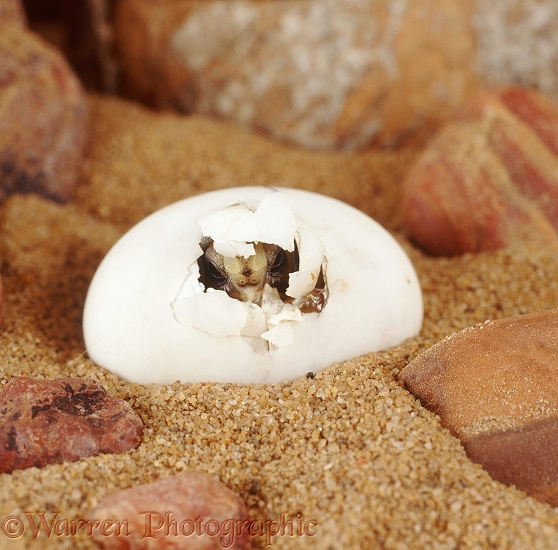 Spur-thighed Tortoise (Testudo graeca) hatching from its egg