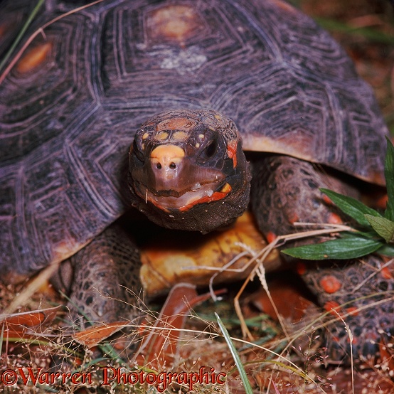 South American tortoise