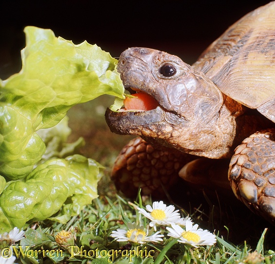 Spur-thighed Tortoise (Testudo graeca), eating lettuce