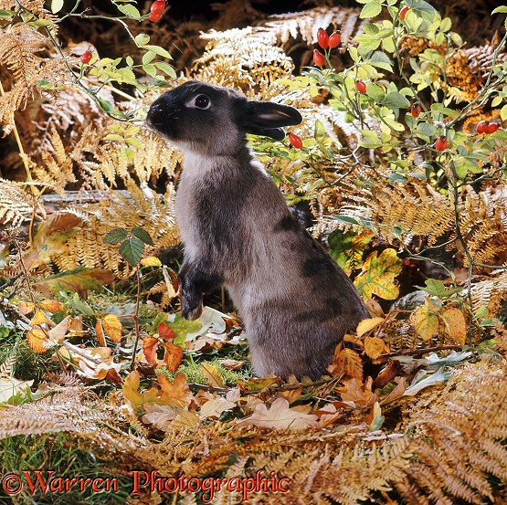 Siamese Sable Dwarf rabbit buck, among autumn bracken and rose hips