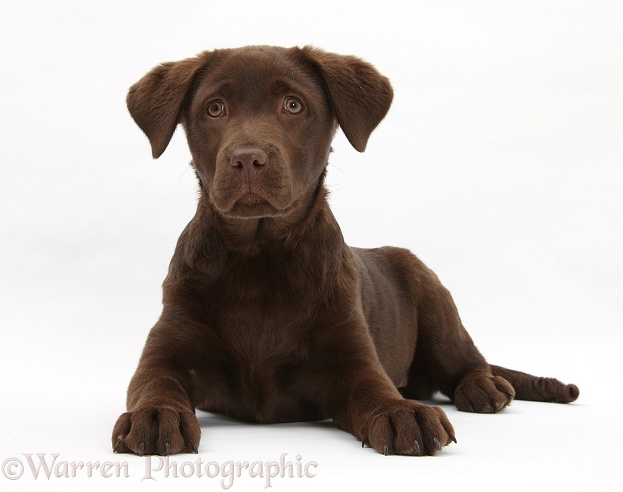 Chocolate Labrador pup, Lucie, 3 months old, white background