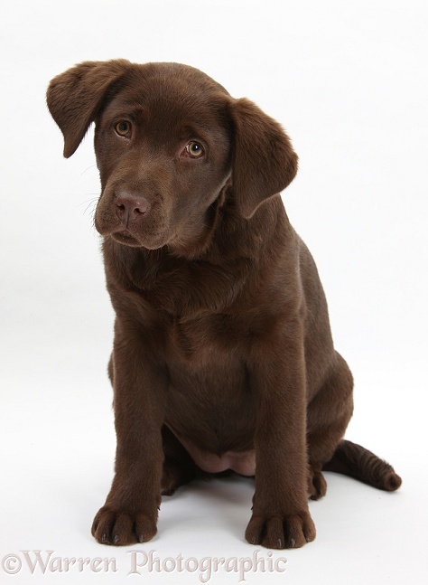 Chocolate Labrador pup, Lucie, 3 months old, white background
