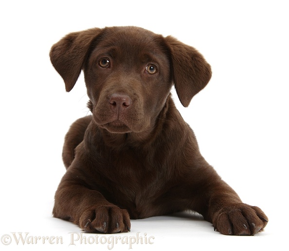 Chocolate Labrador pup, Lucie, 3 months old, white background