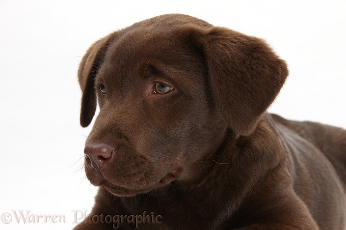 Chocolate Labrador pup, Lucie, 3 months old, white background